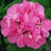 Patriot™ Tickled Pink Zonal Geranium Plant