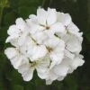 Patriot™ White Zonal Geranium Plant -Annual Plants Popular Shop patriot white geranium plant 1414 detail