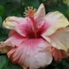 Peach Cascade Cajun Hibiscus -Annual Plants Popular Shop peach cascade cajun hibiscus plant 784 detail