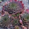 Peggy Sempervivum (Hens And Chicks) 2 Peggy Sempervivum (Hens And Chicks) -Annual Plants Popular Shop peggy sempervivum plant 941 detail