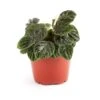Peperomia Emerald Ripple Red -Annual Plants Popular Shop peperomia emerald red houseplant 1 1258 detail