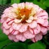 Peppermint Stick Zinnia -Annual Plants Popular Shop peppermint stick zinnia plant 1880 detail