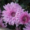 Grandchild Perennial Mum Plant 2 Grandchild Perennial Mum Plant -Annual Plants Popular Shop perennial mum grandchild plant 2061 detail