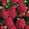 Cool Igloo Perennial Mum Plant 2 Cool Igloo Perennial Mum Plant -Annual Plants Popular Shop perennial mum igloo cool plant 2082 detail