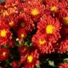 Firedance Igloo Perennial Mum Plant -Annual Plants Popular Shop perennial mum igloo firedance plant 514 detail