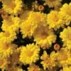 Sizzling Igloo Perennial Mum Plant -Annual Plants Popular Shop perennial mum igloo sizzling plant 1842 detail