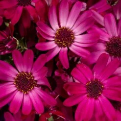 Senetti Ruby Red Pericallis