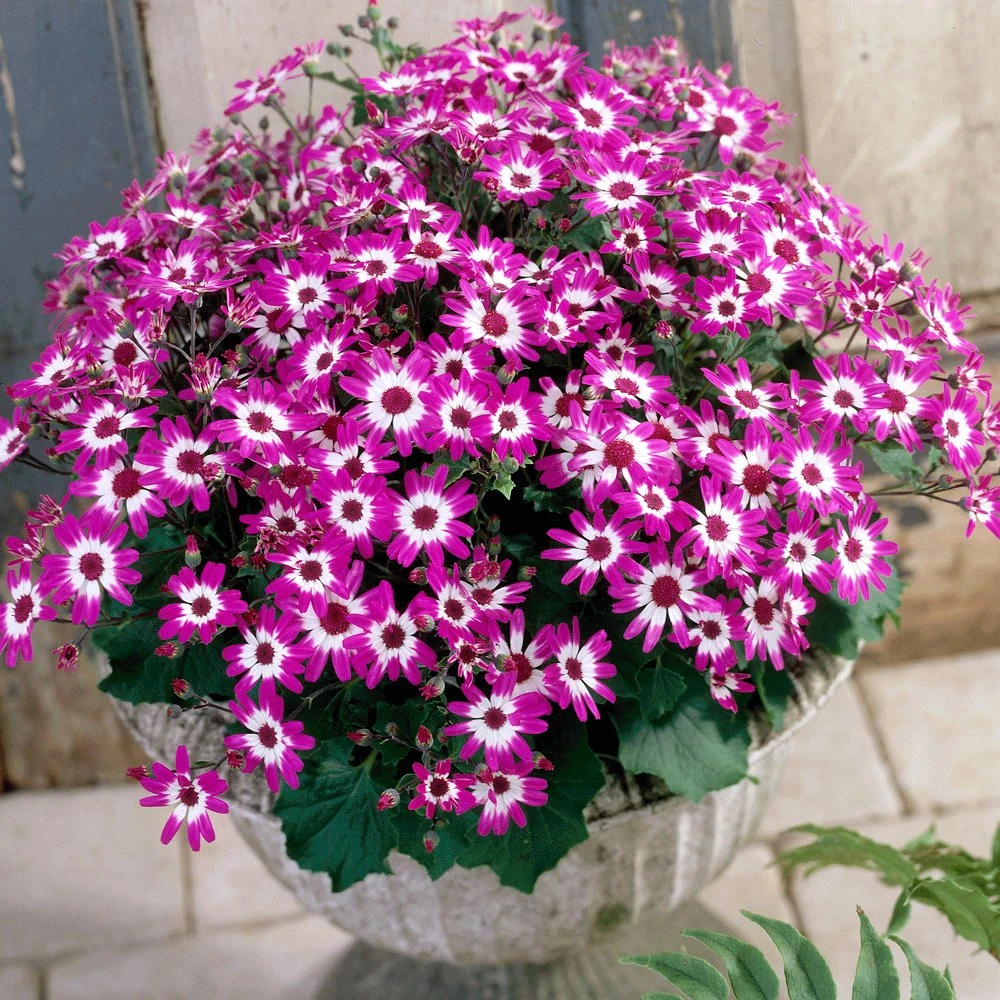 Senetti Baby Magenta Bicolor Pericallis 3 Senetti Baby Magenta Bicolor Pericallis