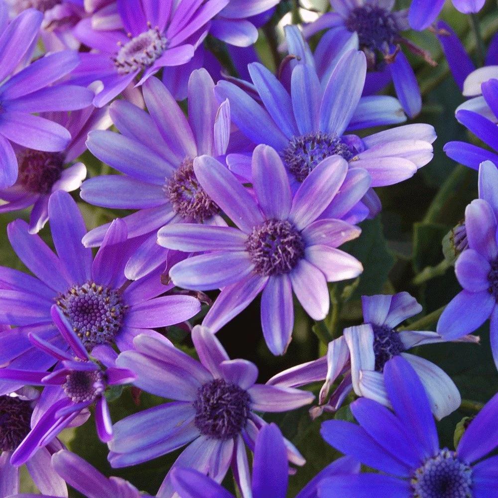 Senetti Baby True Blue Pericallis 3 Senetti Baby True Blue Pericallis