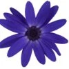 Senetti Blue Halo Pericallis -Annual Plants Popular Shop pericallis senetti blue halo plant 764 detail