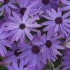 Senetti Blue Pericallis -Annual Plants Popular Shop pericallis senetti blue plant 743 detail