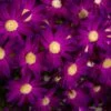 Senetti Rose Glow Pericallis -Annual Plants Popular Shop pericallis senetti rose glow plant 1986 detail