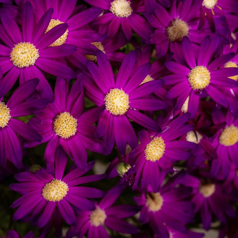 Senetti Rose Glow Pericallis 3 Senetti Rose Glow Pericallis