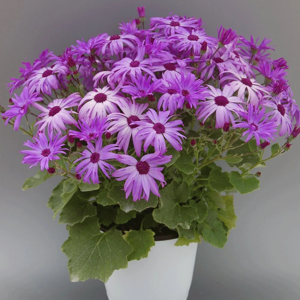 Senetti Sparkle Lavender Pericallis 3 Senetti Sparkle Lavender Pericallis