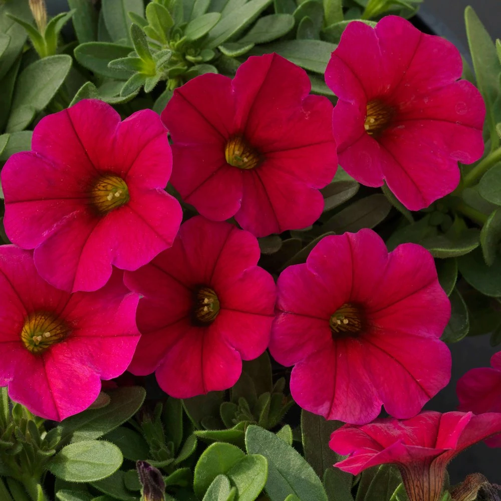 SuperCal® Cherry Petchoa Plant 3 SuperCal® Cherry Petchoa Plant