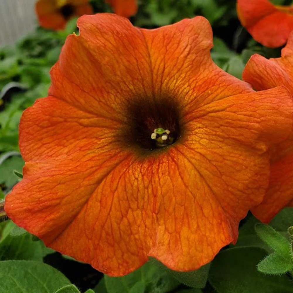 SuperCal® Cinnamon Petchoa Plant 3 SuperCal® Cinnamon Petchoa Plant