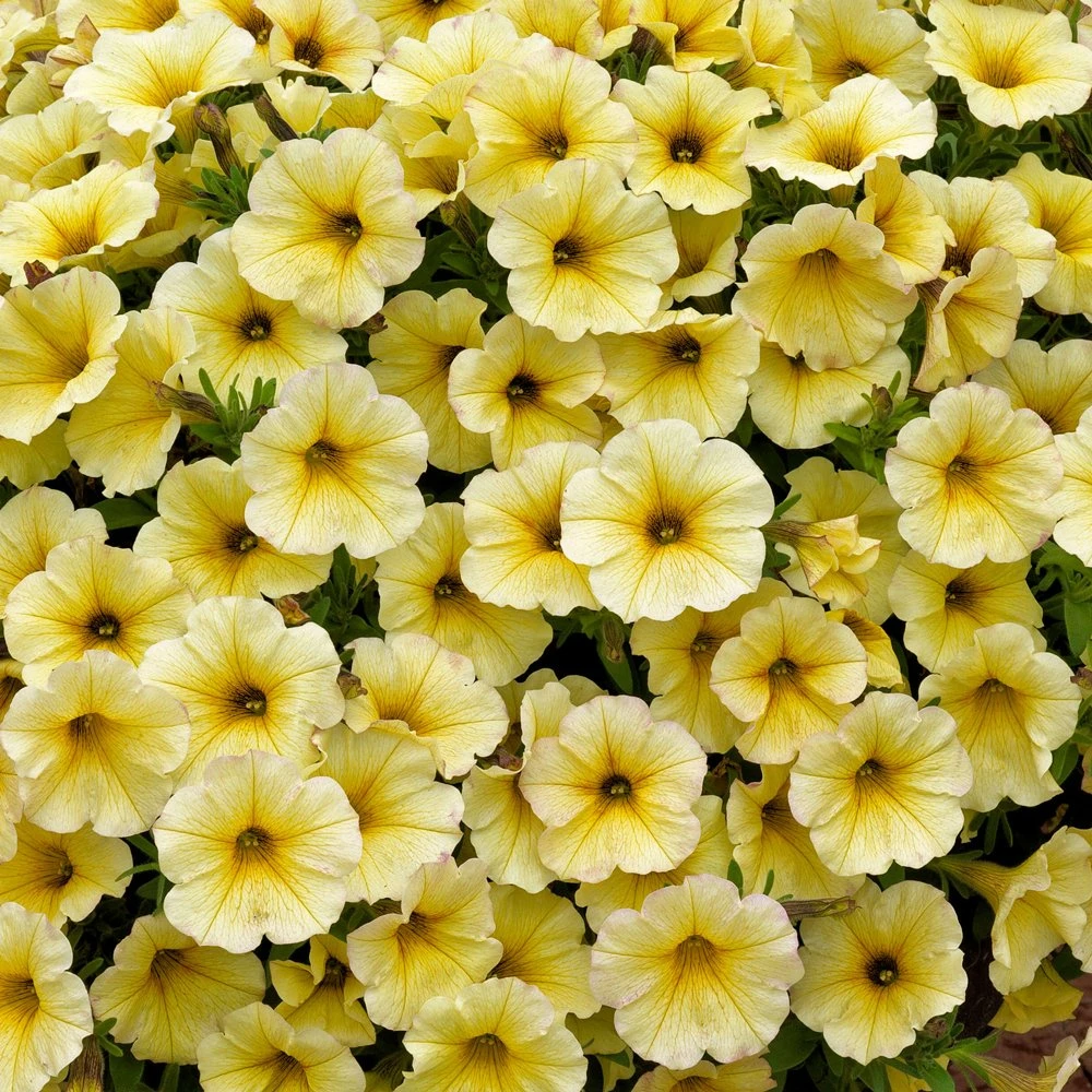 SuperCal® Light Yellow Petchoa Plant 3 SuperCal® Light Yellow Petchoa Plant