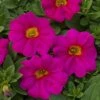 SuperCal® Neon Rose Petchoa Plant -Annual Plants Popular Shop petchoa supercal neon rose plant 439 detail