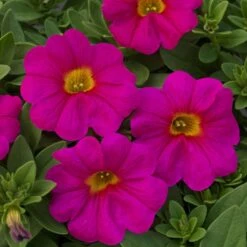 SuperCal® Neon Rose Petchoa Plant