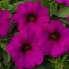 SuperCal® Purple Petchoa Plant -Annual Plants Popular Shop petchoa supercal purple plant 783 detail