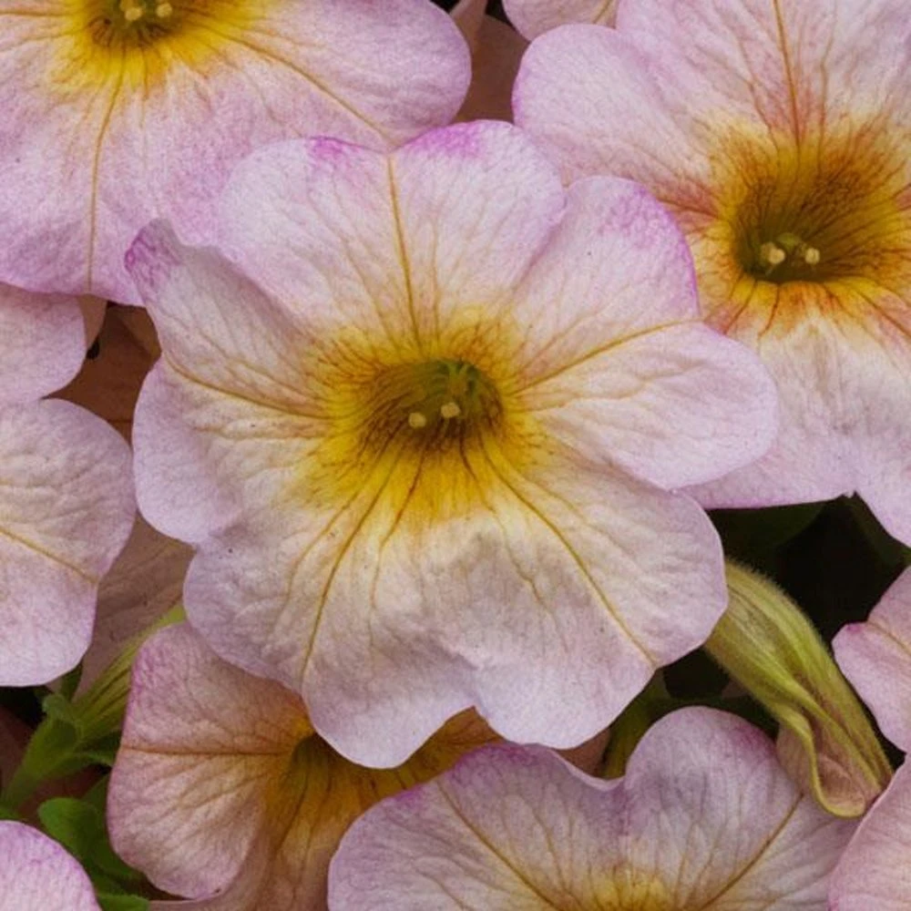 SuperCal® Salmon Glow Petchoa Plant 3 SuperCal® Salmon Glow Petchoa Plant