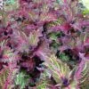 Peters Wonder Coleus Plant -Annual Plants Popular Shop peters wonder coleus plant 164 detail