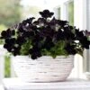 Crazytunia® Black Mamba Petunia Plant 2 Crazytunia® Black Mamba Petunia Plant -Annual Plants Popular Shop petunia crazytunia black mamba plant 1791 detail