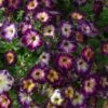 Crazytunia® Moonstruck Petunia Plant -Annual Plants Popular Shop petunia crazytunia moonstruck plant 1327 detail
