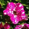 Headliner™ Pink Sky Petunia Plant -Annual Plants Popular Shop petunia headliner pink sky plant 1243 detail