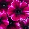 Crazytunia® Ultra Violet Petunia Plant -Annual Plants Popular Shop petunia plant crazytunia ultra violet 2052 detail