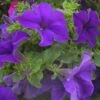 Surfinia® Giant Blue Petunia Plant -Annual Plants Popular Shop petunia plant surfinia trailing giant blue 256 detail