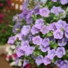 Surfinia® Sky Blue Petunia Plant -Annual Plants Popular Shop petunia surfinia sky blue 1577 detail