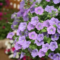 Surfinia® Sky Blue Petunia Plant
