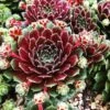 Pilioseum Sempervivum (Hens And Chicks) -Annual Plants Popular Shop pilioseum sempervivum plants 1150 detail