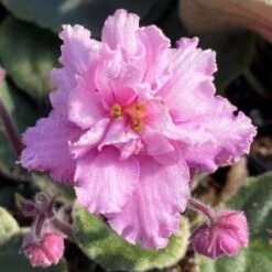 Pink Bicolor African Violet