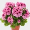 Aristo® Pink Regal Geranium Plant 1 Aristo® Pink Regal Geranium Plant -Annual Plants Popular Shop pink aristo regal geranium plant 251 detail