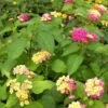 Pink Lemonade Lantana Plant -Annual Plants Popular Shop pink lemonade lantana plant 1501 detail