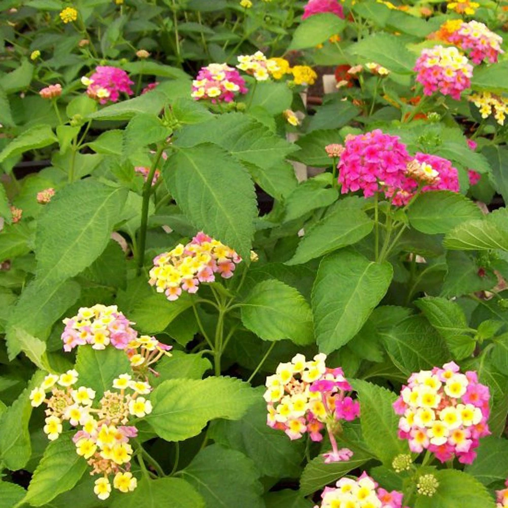 Pink Lemonade Lantana Plant 3 Pink Lemonade Lantana Plant