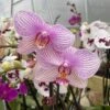 Pink Veined Phalaenopsis Orchid -Annual Plants Popular Shop pink veined phalaenopsis orchid plant 2 173 detail
