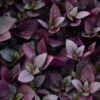 Plum Dandy™ Alternanthera Plant -Annual Plants Popular Shop plum dandy alternathera plants 1832 detail