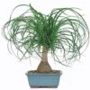 Ponytail Palm 2 Ponytail Palm -Annual Plants Popular Shop ponytail palm plant 407 detail