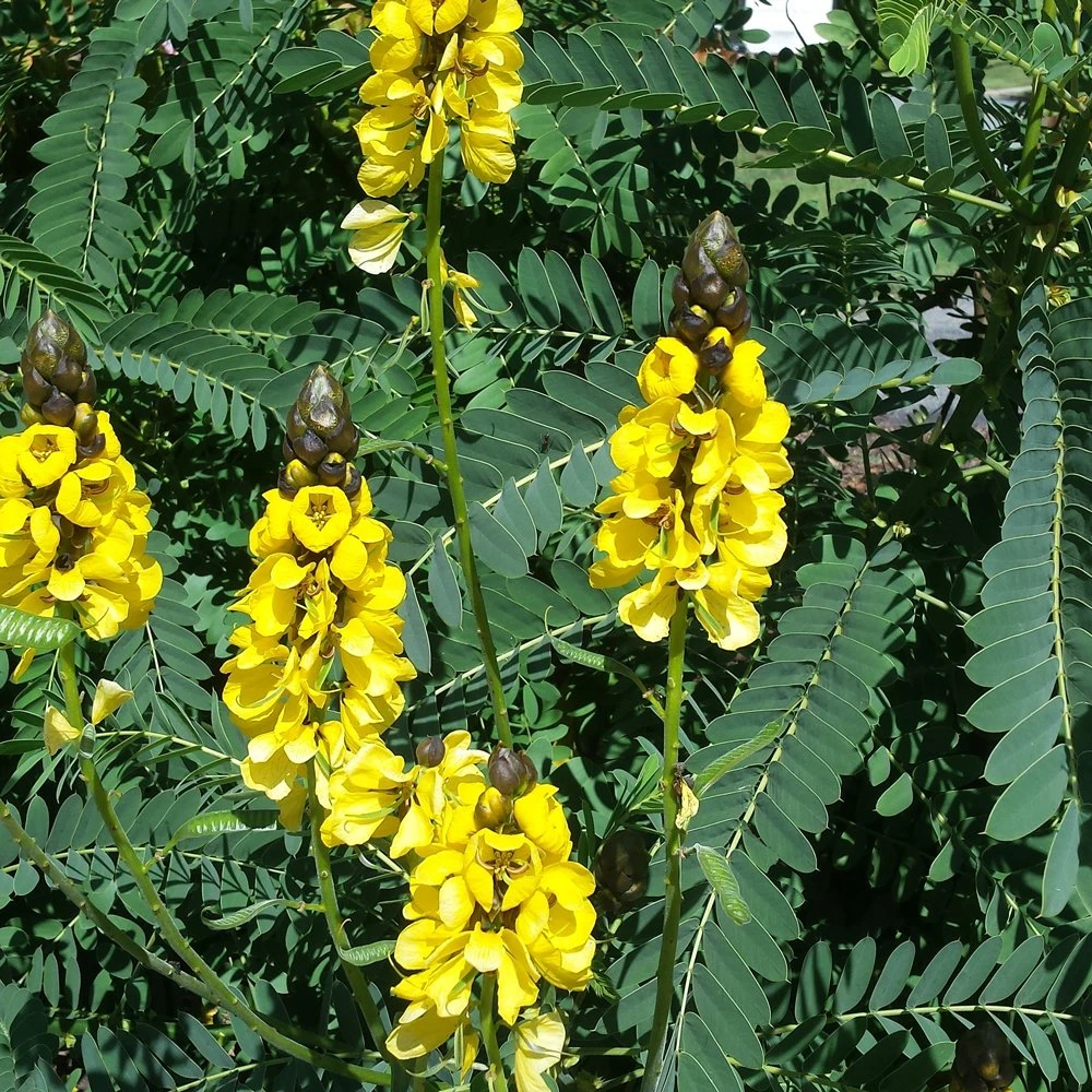 Popcorn Cassia 3 Popcorn Cassia