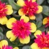Colorblast Double Guava Portulaca (Moss Rose) -Annual Plants Popular Shop portulaca colorblast double guava plant 1806 detail