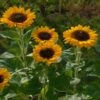 Premier Orange Sunflower -Annual Plants Popular Shop premier orange sunfower plants 962 detail