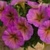SuperCal® Premium Sunray Pink Petchoa Plant -Annual Plants Popular Shop premium sunray pink petchoa plant 2343 detail