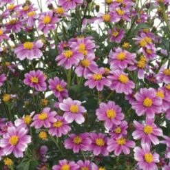 Pretty In Pink™ Bidens Plant
