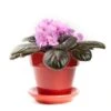 Pretty Pink African Violet -Annual Plants Popular Shop pretty pink african violet plant 2351 detail