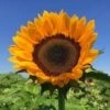 ProCut® Orange Excel Sunflower -Annual Plants Popular Shop procut orange excel sunflower plant 1054 detail