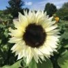 ProCut® White Nite Sunflower -Annual Plants Popular Shop procut white nite sunflower plant 225 detail