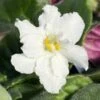 Pearl White African Violet -Annual Plants Popular Shop pure white african violet plant 1164 detail